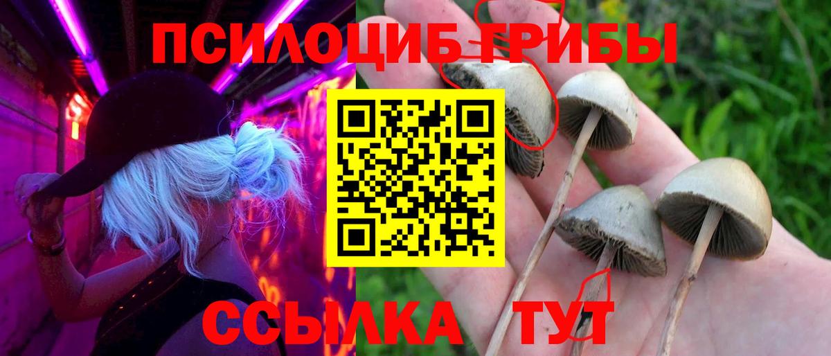 Псилоцибиновые грибы Cubensis  Вход с VPN  Павлово 